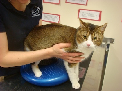 cat treatment by Physio-Vision