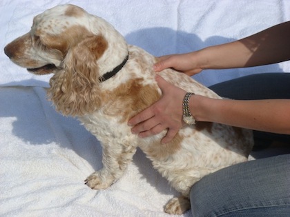 A dog getting treatment by Physio-Vision