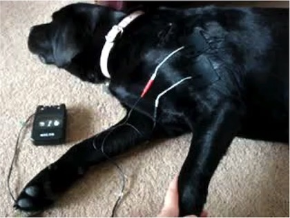 Muscle stimulation of a dog