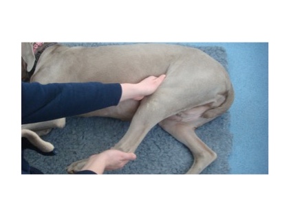Dog having hind leg protraction