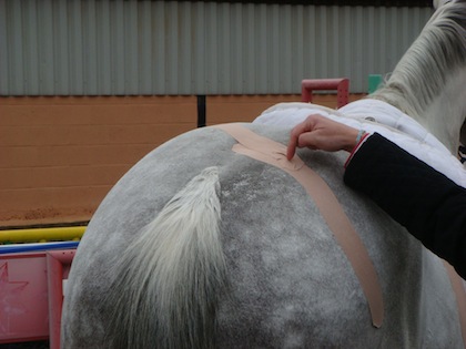 horse physio treatment by Physio-Vision