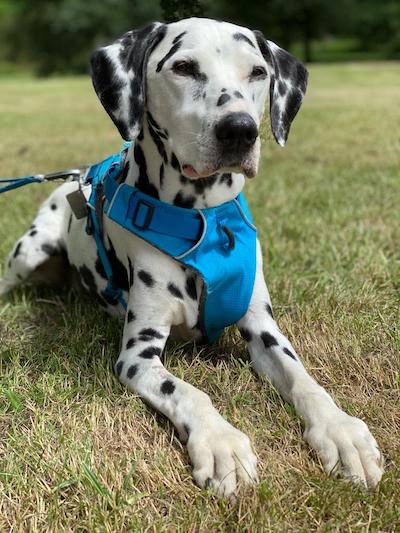 Dylan the Dalmation