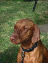 Dog on lead