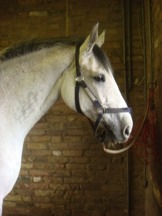 Horse in stables