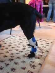 Splint on a dog