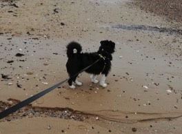 Barney on the beach