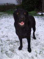 Boozer the black lab