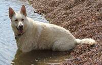 Chewie the white german shepherd
