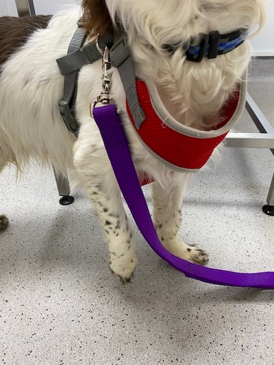 Mango holding his leg up