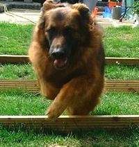 Sky jumping over blocks